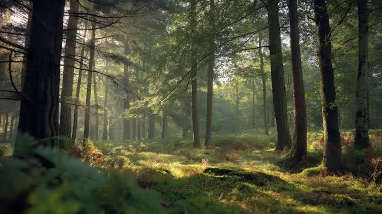 Every Jungle Is a Forest but Not Every Forest Is a Jungle Here is Why