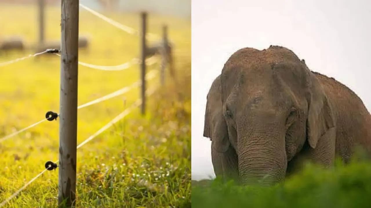 Three Elephants Dead Body Found in West Midnapore Shalbani Field, Death Allegedly Due To Electrocution