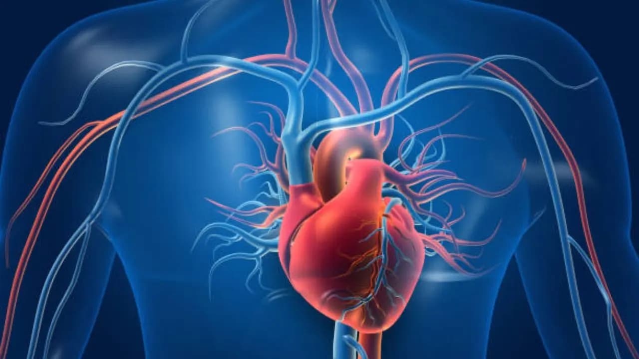 World heart day: is this organ on the left side of the body?