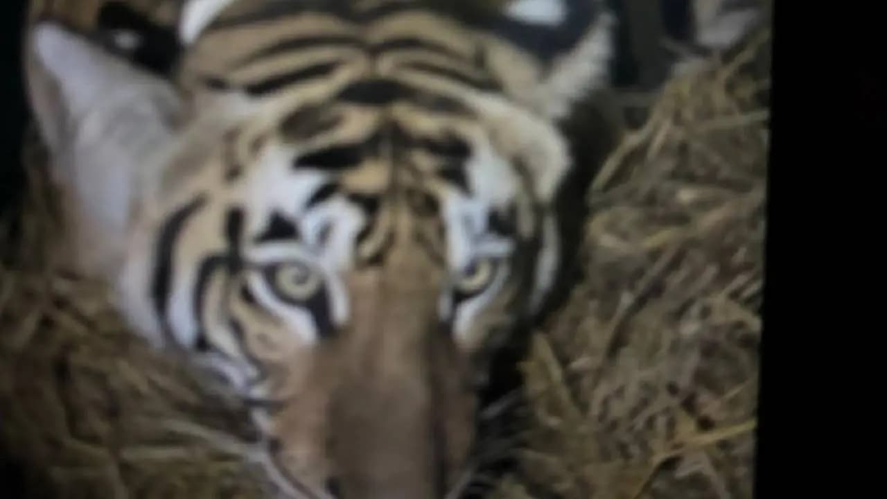 Tigress captured in Bihar to be flown to Buxa Tiger Reserve