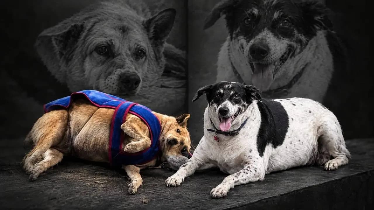 Fat Dogs of Delhi contestants Gola and Tara die ahead of grand finale