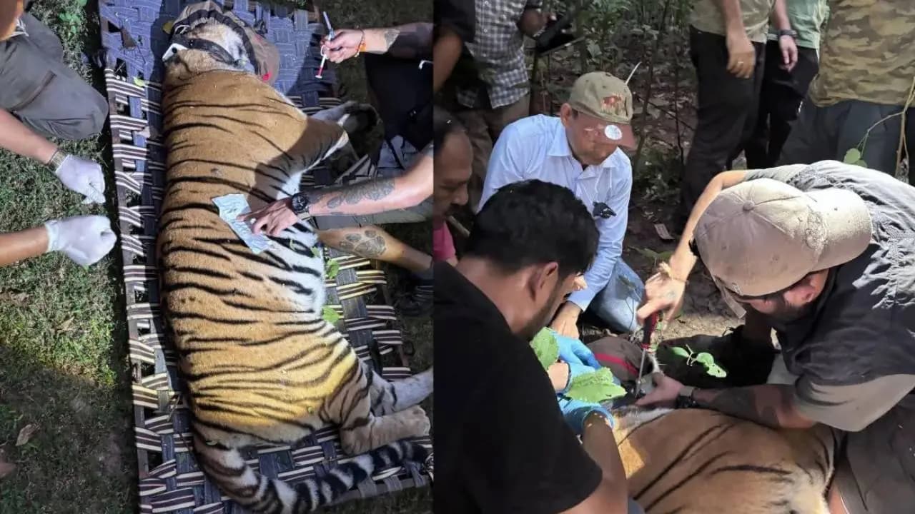 Tigress arrives in Buxa from Bihar Chief Minister to inaugurate on October 2