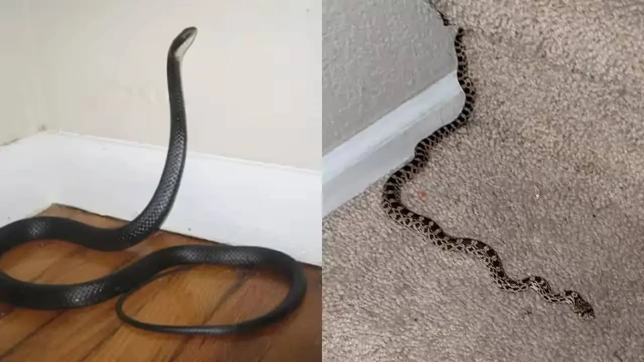 Monsoon Snake Threat Simple Tips to Keep Your Home and Family Safe