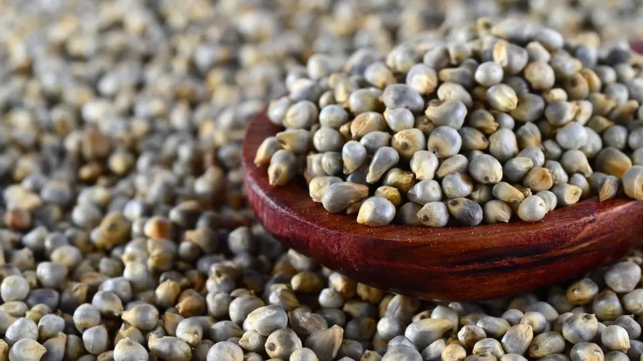Bajra English Term: many people may not know the original name