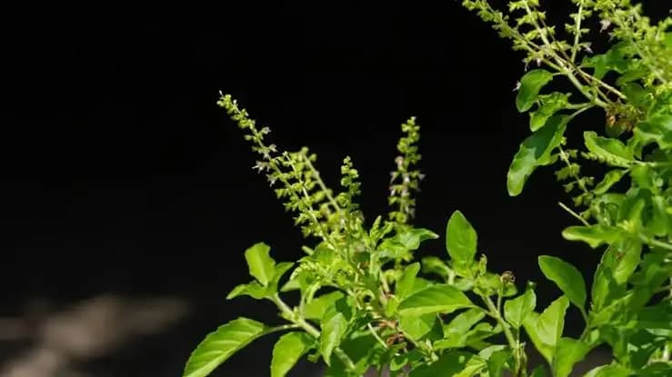 Boost Happiness and Prosperity With Tulsi Plant: 5 Tips for Financial Growth and Peaceful Life
