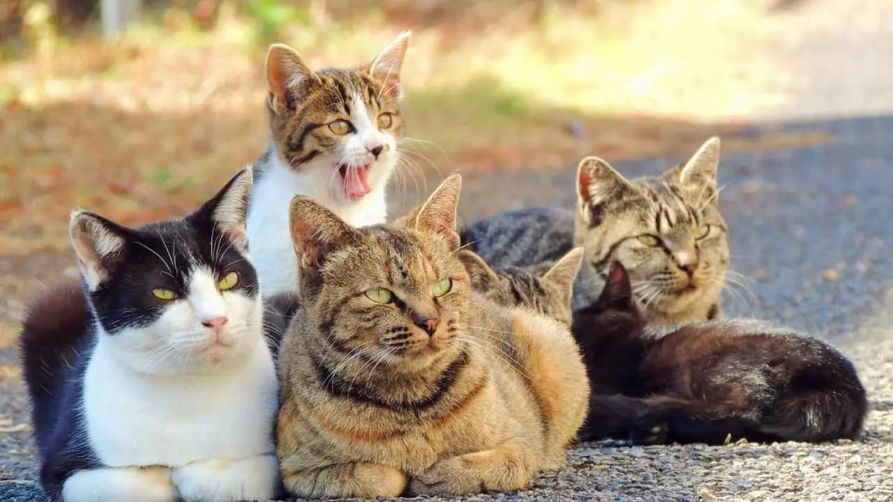 The five cats brought in to drive away rats turned into deadly predators in mariso island