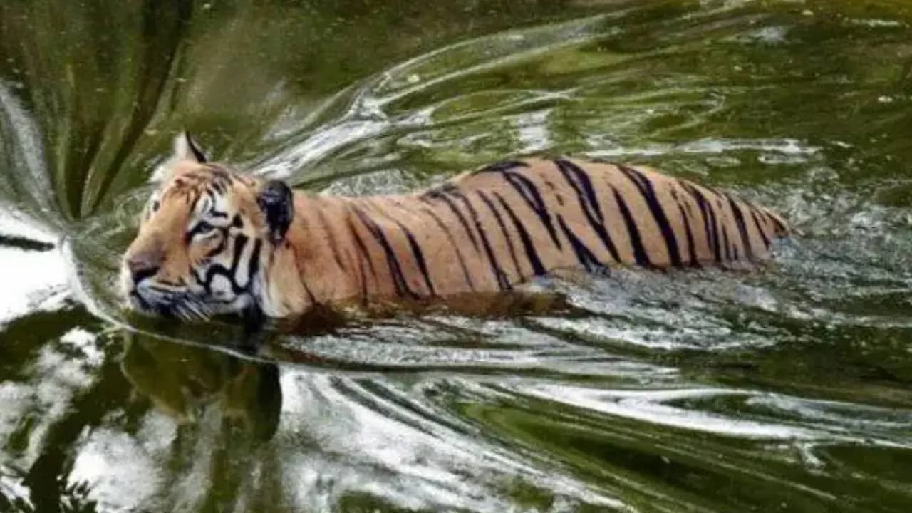 Tiger spotted again in Buxa a dream of a tiger corridor across the forest and new possibilities for tourism
