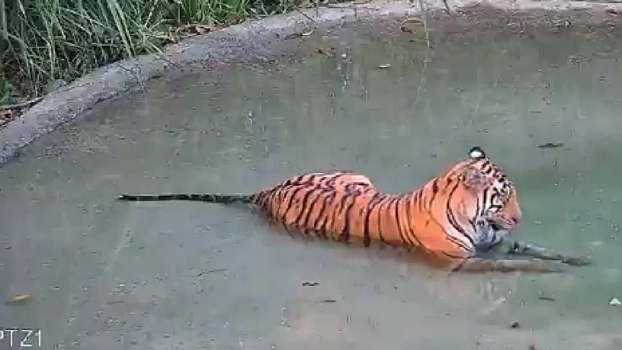 Tigress Returns to Buxa Tiger Reserve Forests Habitat Will Expand by 2029 Says Suvendu Adhikari