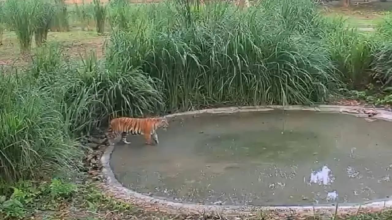 Tigress Transferred from Bihars Valmiki Reserve to Buxa Tiger Reserve