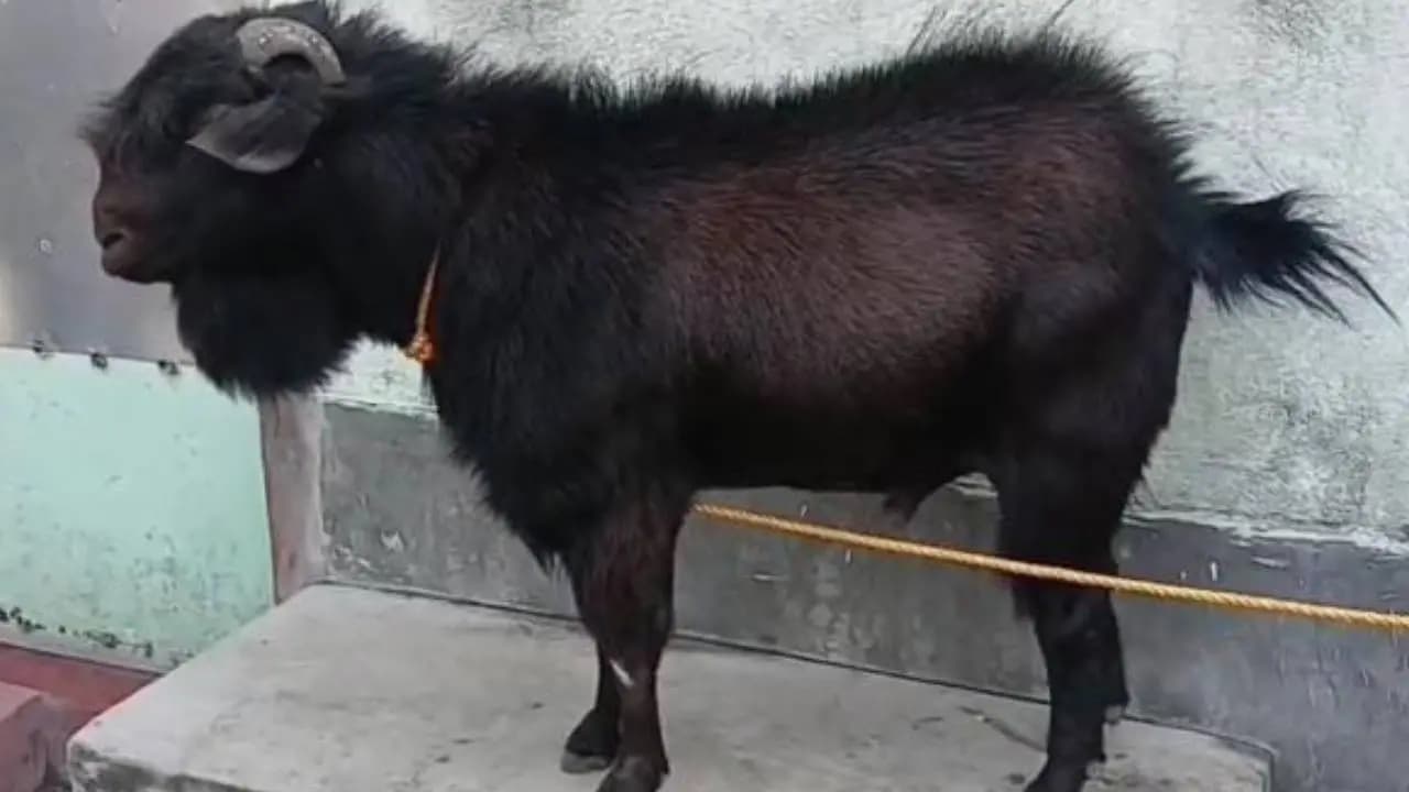 Heavy weight goat in bardhaman triggered fear among local people