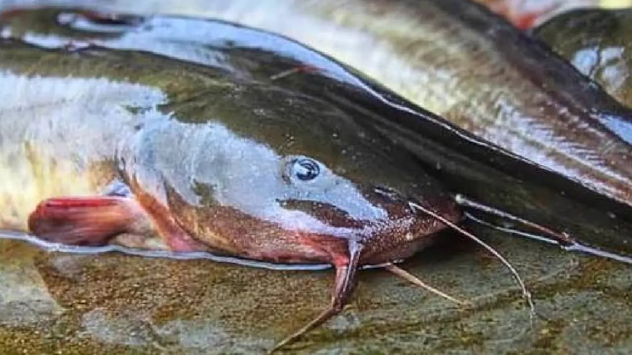 Fish in Bengali food: know about Thai Mangur this fish raising alarms for human health also Indias rivers know reason 
