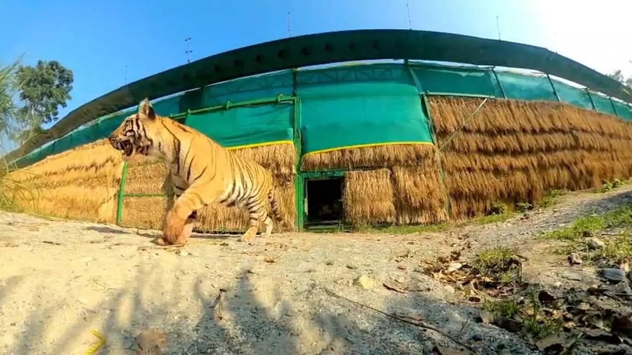 The tigress finally left the enclosure and returned to the Buxa forest