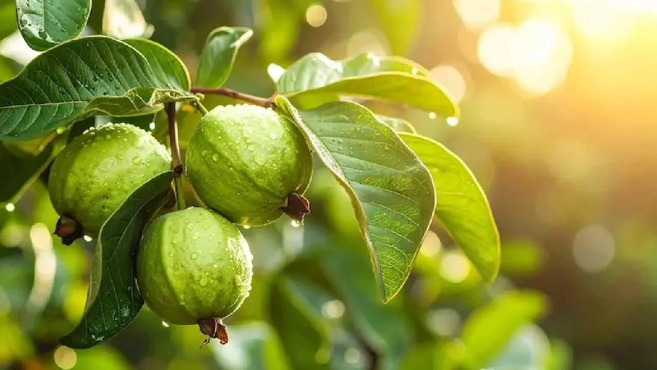 Guava Capital of India: Prayagraj has long history of guava cultivation 