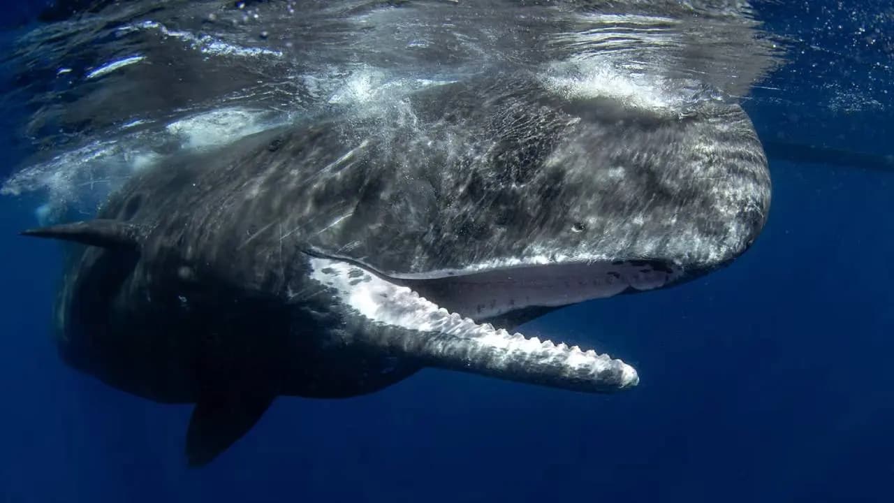 Sperm Whale Rams 52 Foot Yacht in South Pacific, Four Sailors Rescued After Hours of Struggle