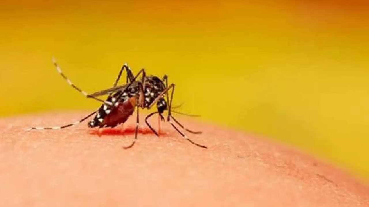 Mosquito Bites Remedies: Check These Five Easy Remedies If Mosquito Troubling At Home