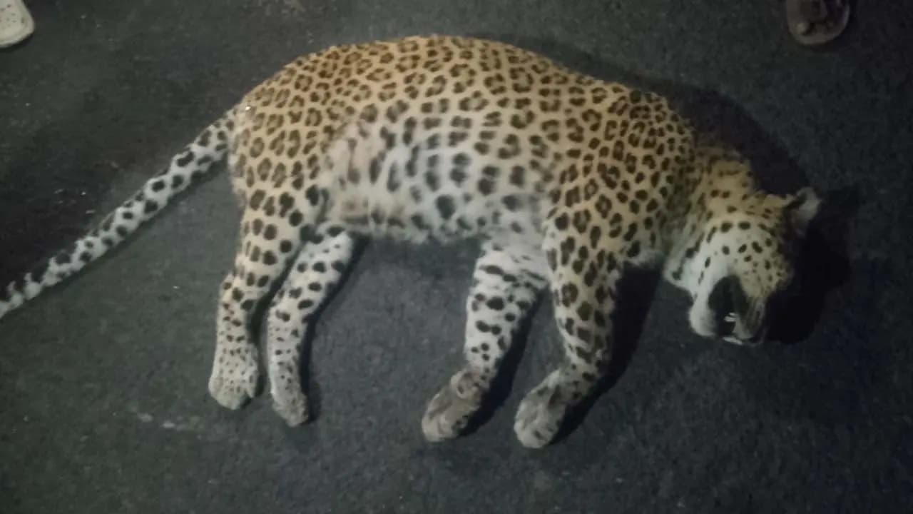 Leopard killed after being hit by speeding vehicle in Dooars