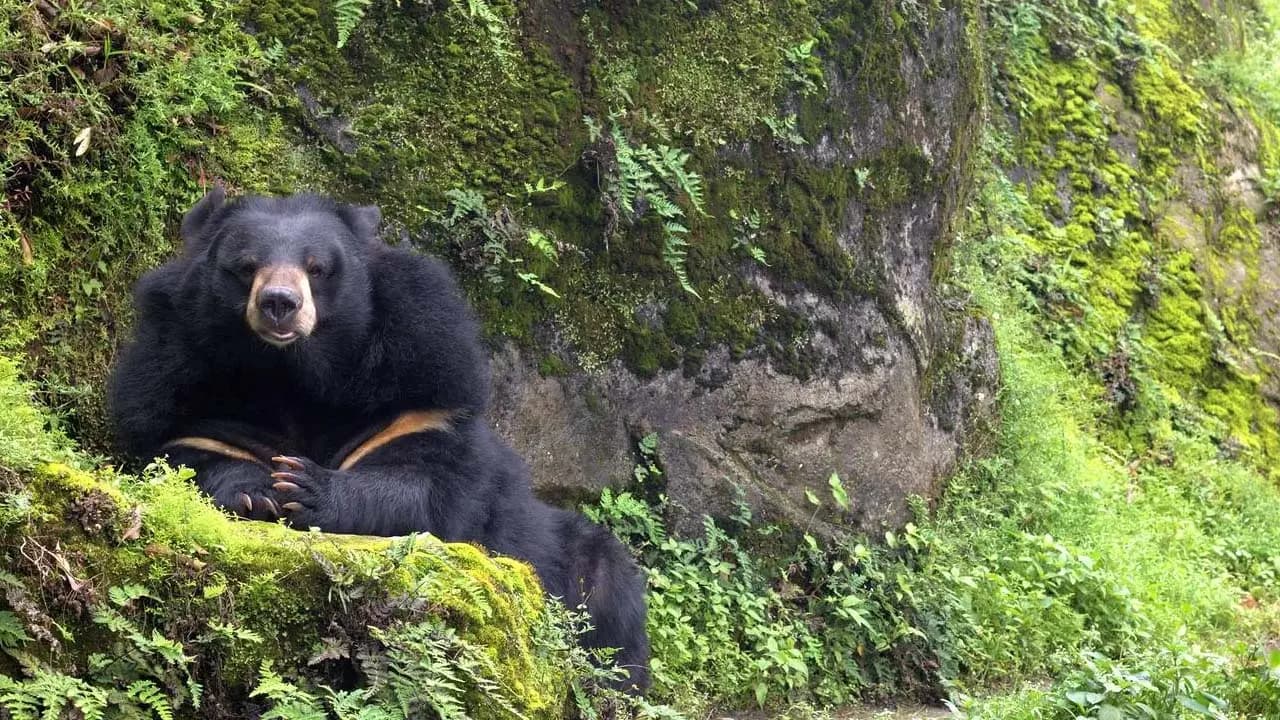 Panic in Darjeeling: Bear attack in Mungpoo villagers sleepless with fear tourists anxious what is the Forest Department doing 