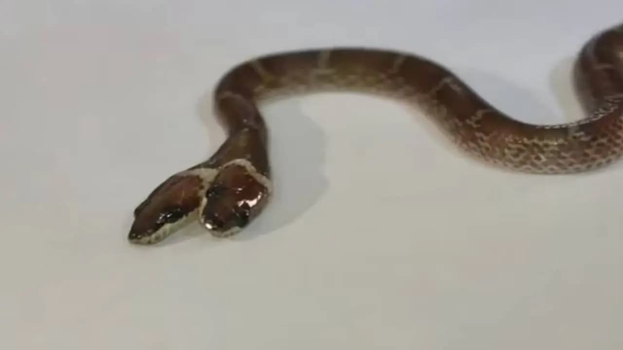 Rare Two-Headed Snake Rescued Alive in Gujarat