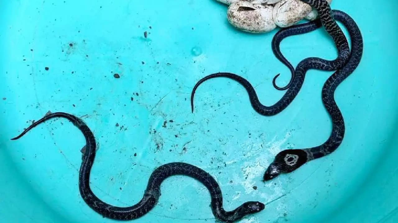 Snakebite Risks From Tea Gardens to Towns What You Need to Know