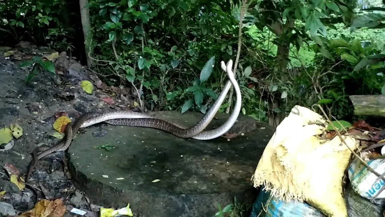 Snake fears in monsoon Doctor busts common myths and superstitions