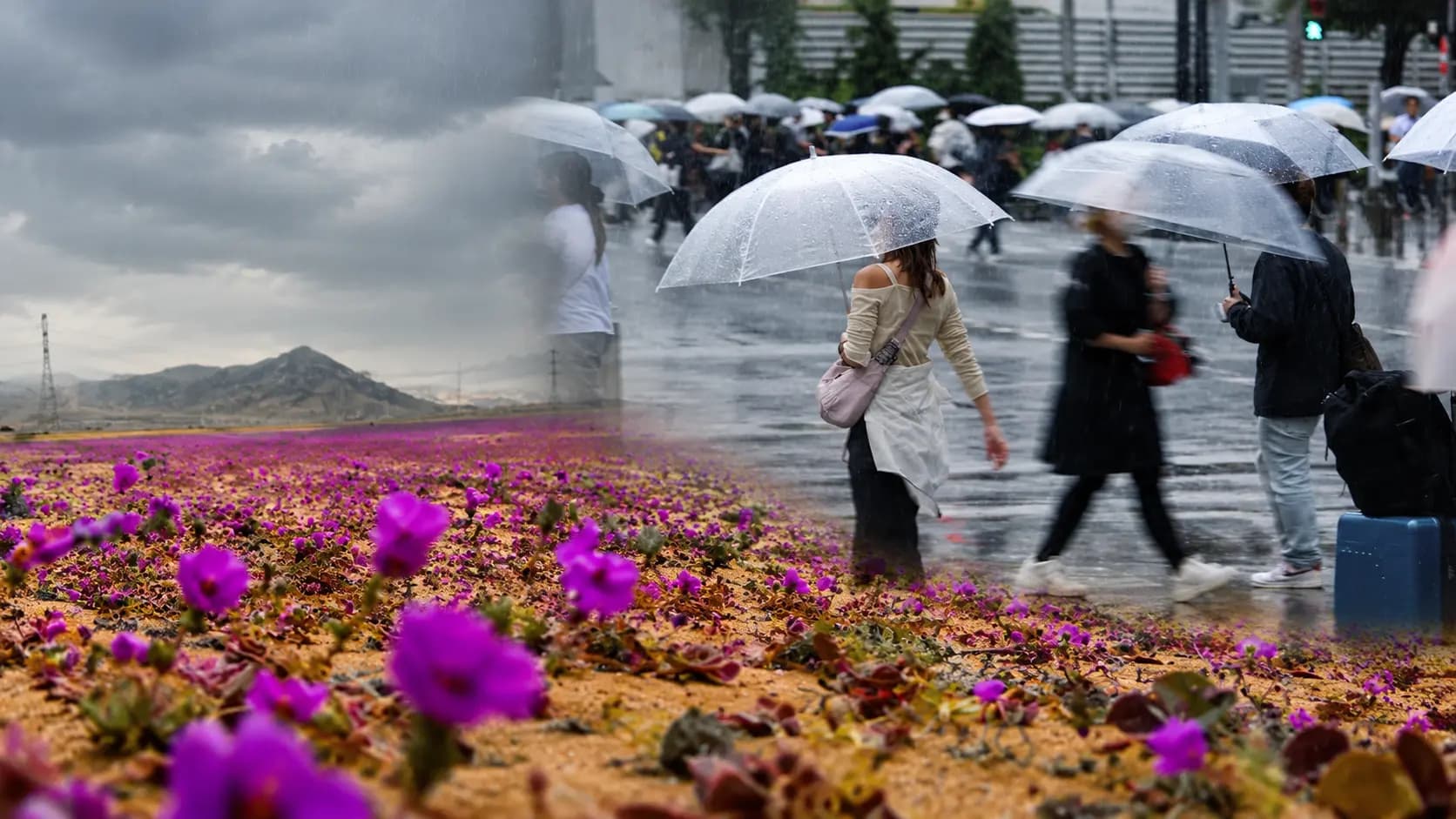 El Nino Magic: record rainfall in Tokyo and a spectacular bloom in the Chilean desert