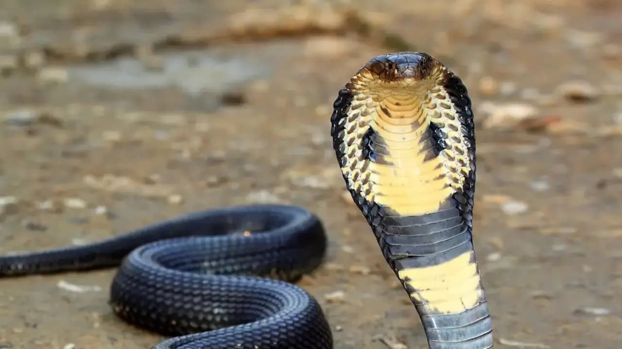 This Snake Friendly Plant attract snakes avoid it in your garden