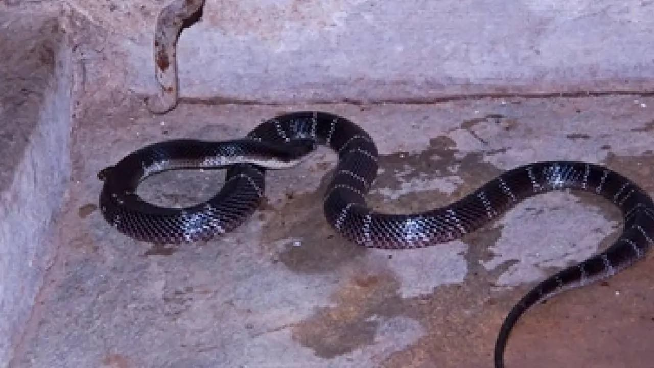 Most Deadliest Snake Why the Kalach Snake Claims the Most Lives
