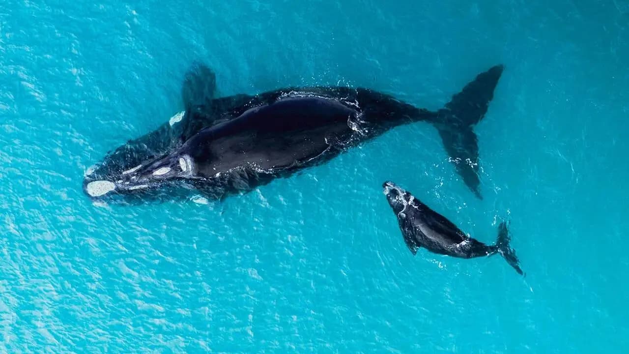 Grieving Mother Whale Clings to Dead Newborn in the Deep Ocean