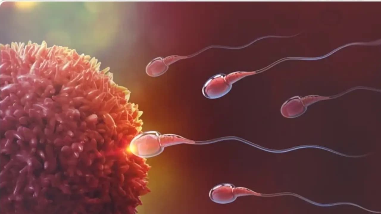 Men Fertility Risk: Mobile phone in the pocket, laptop on the lap! Is this habit reducing fertility? 