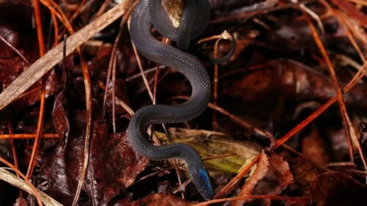These common mistakes that may attract snakes to your garden 
