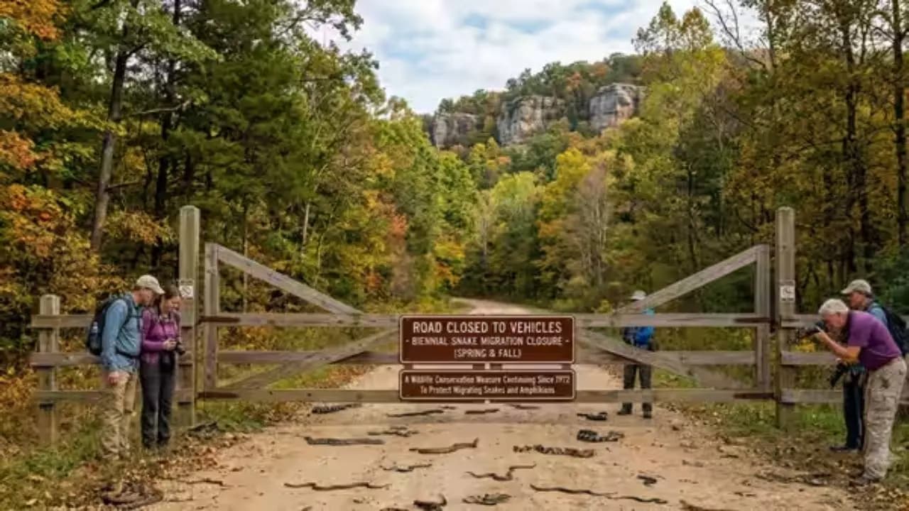Why does this US road close twice a year for thousands of snakes to cross