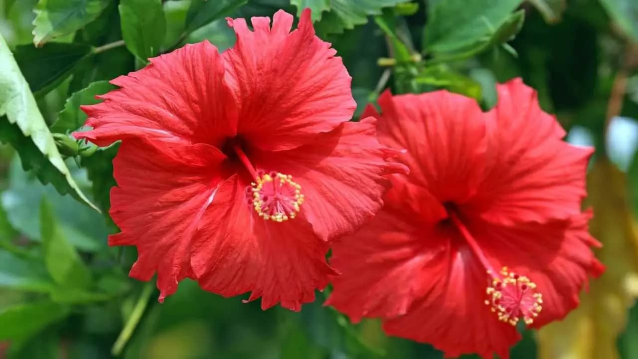 Why hibiscus plants leaves are turning yellow?