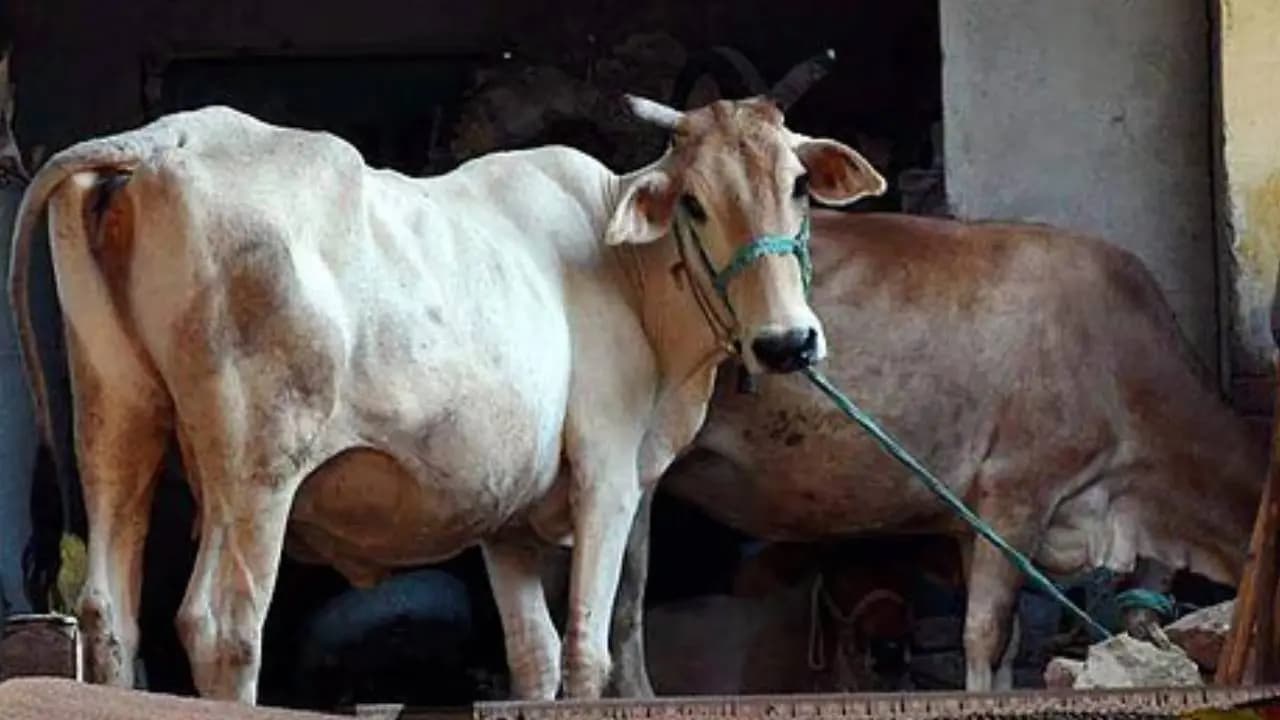 Cow dies suspected of having rabies 450 people receive preventive vaccines after consuming prasad made with its milk