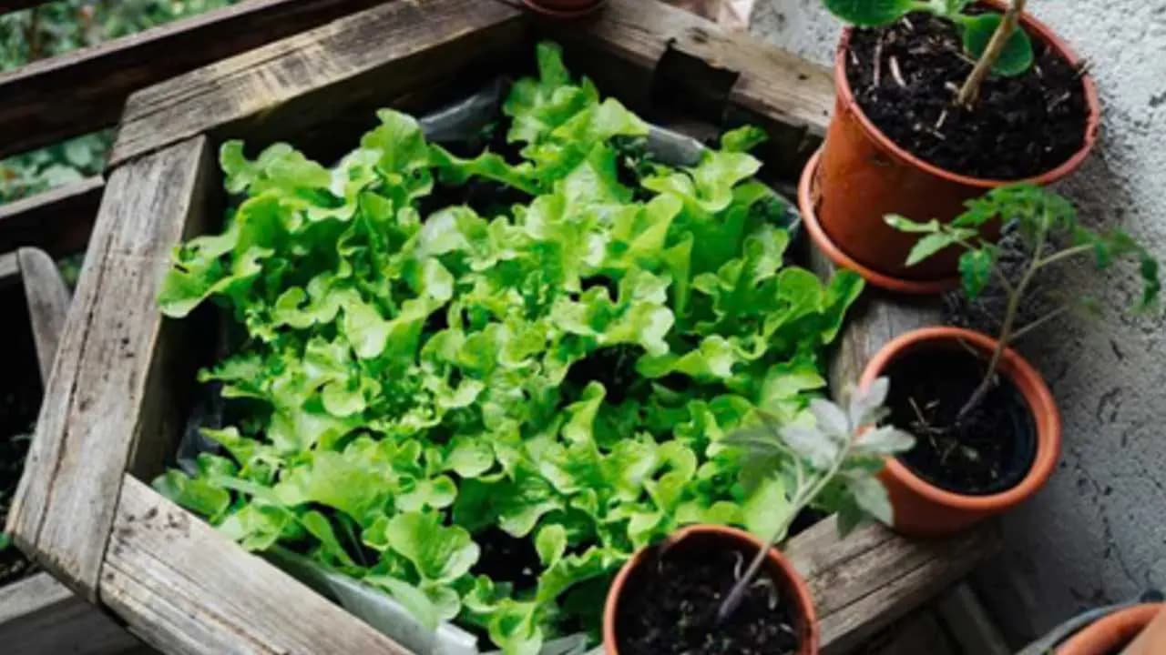 All you need to know about how to protect your plants during winter season 