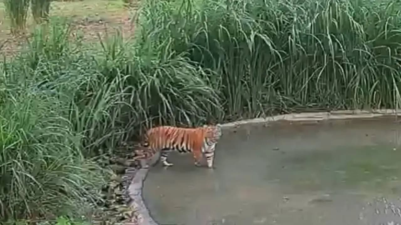 Tigress leaves Buxa heads towards Assam travels 390 sq km in search of a mate