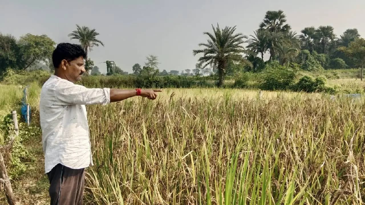 Habibpur Farmer Experiments with Black Rice Seeds from Manipur