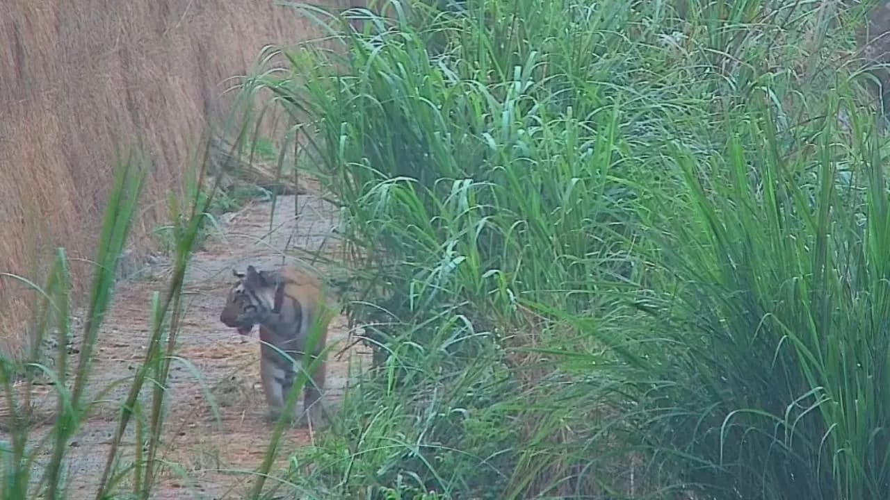 Tigress leaves Buxar forest enters Assam Bengal Assam forest departments working to bring her back