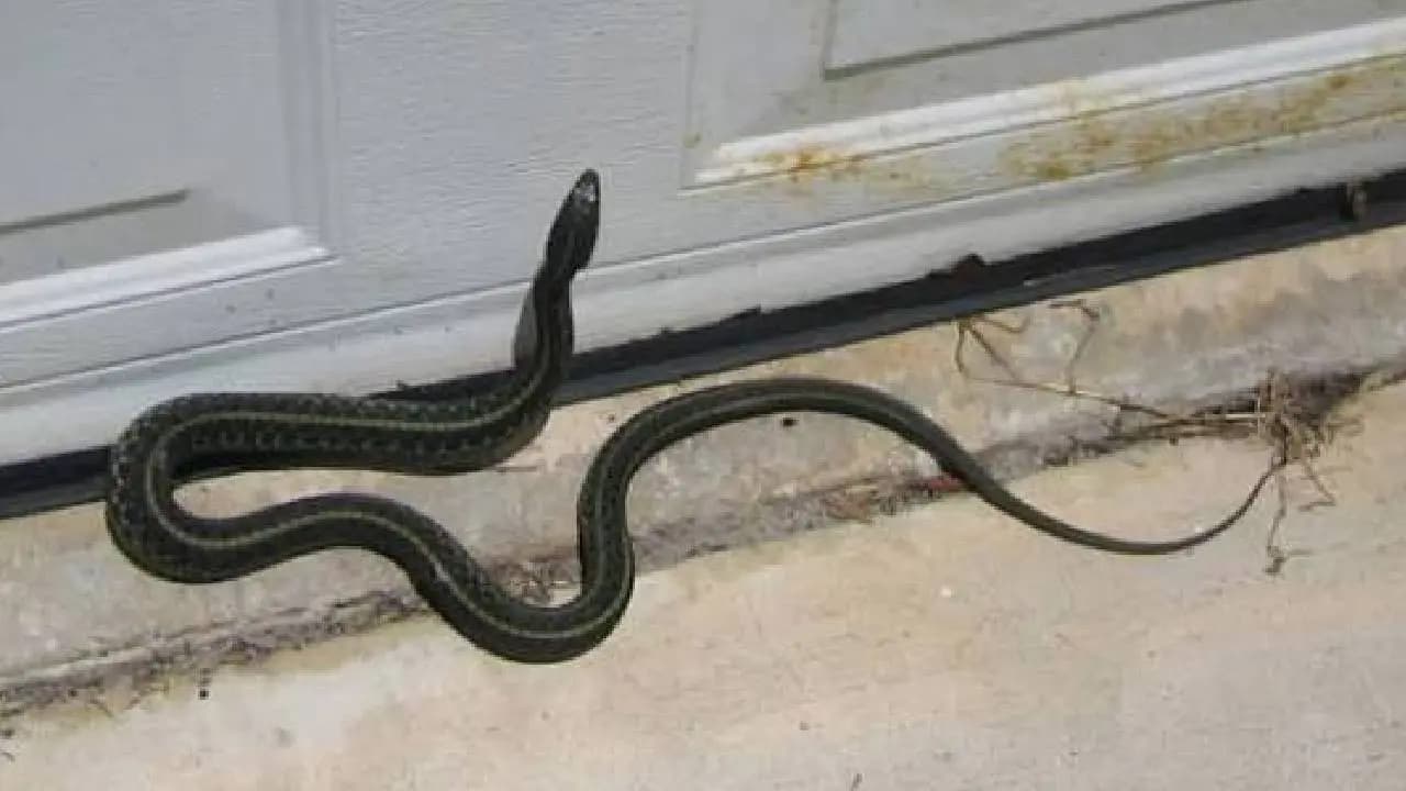 ​How to keep snakes away from your house during winter