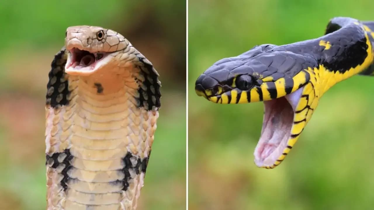 How to stay safe and soundful during Cobra encounter