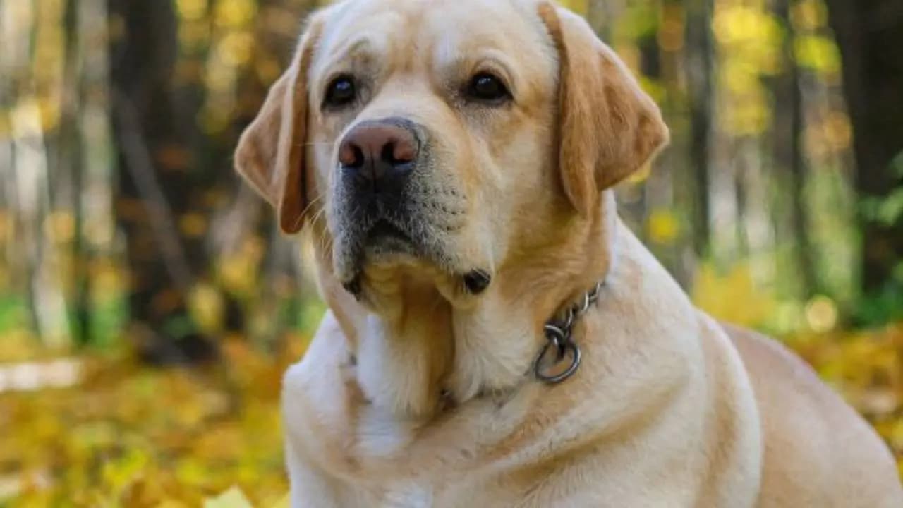 Fleeing from police chase an owner abandoned his pet the dog itself led the officers straight to his home
