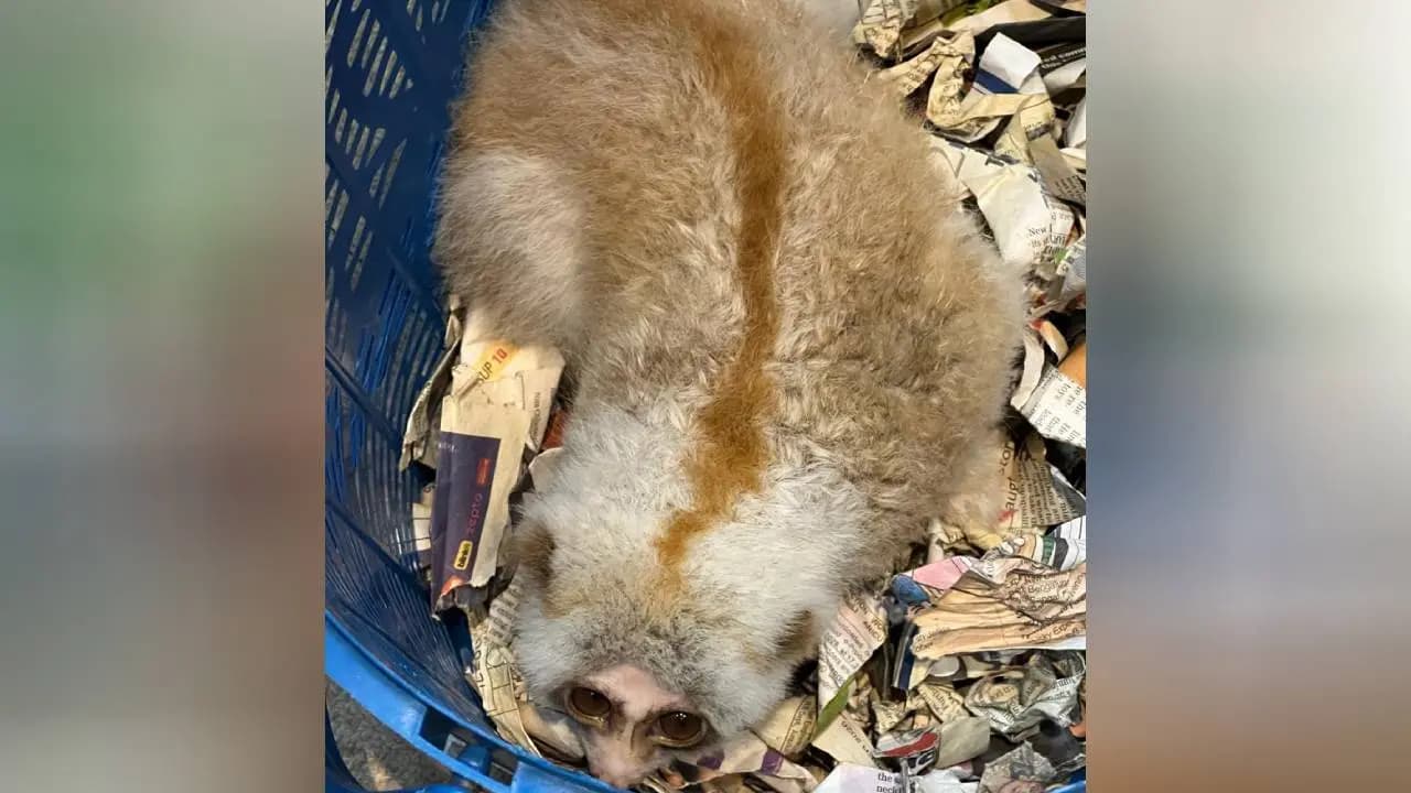 Rare Slow Loris rescued from wildlife smugglers in Kalyani