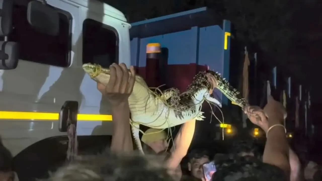 Patharpratima News: Amidst the panic of Cyclone Arnab a crocodile on the road rescued by the Forest Department