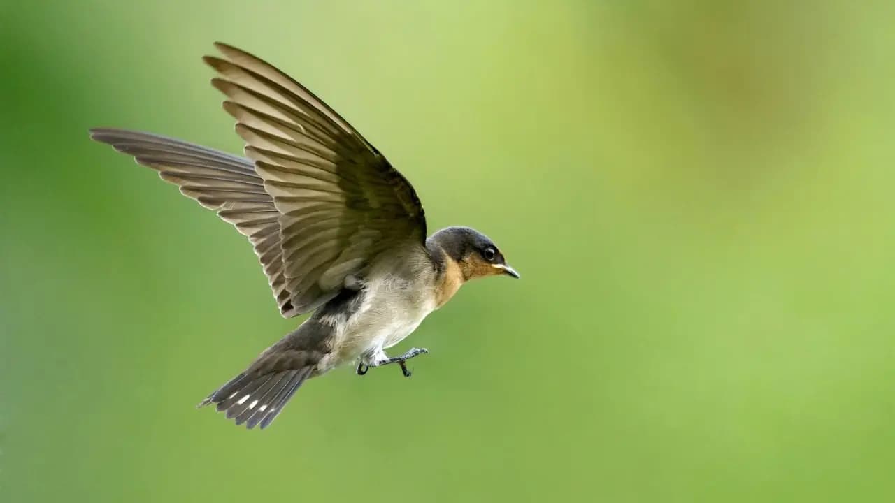 Do know what flies without any wings