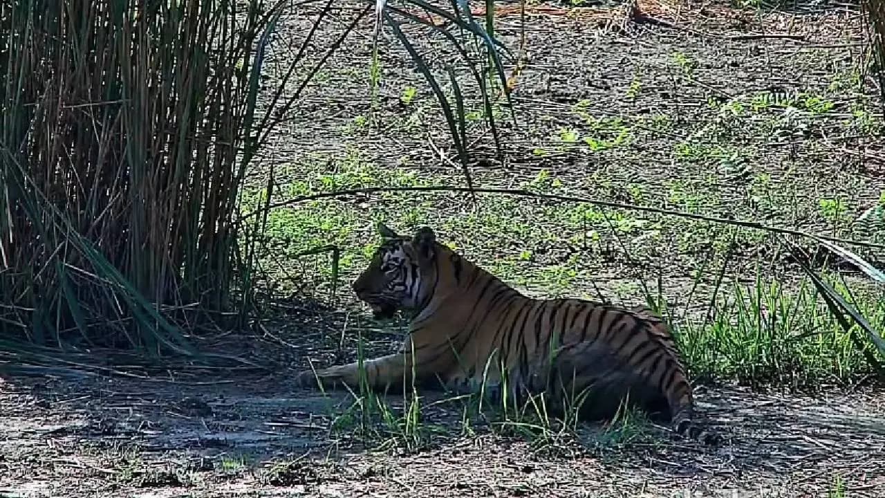 Bengal Forest Minister Heads to Neighbouring State after Tigress from Buxa Forest Reaches Assam
