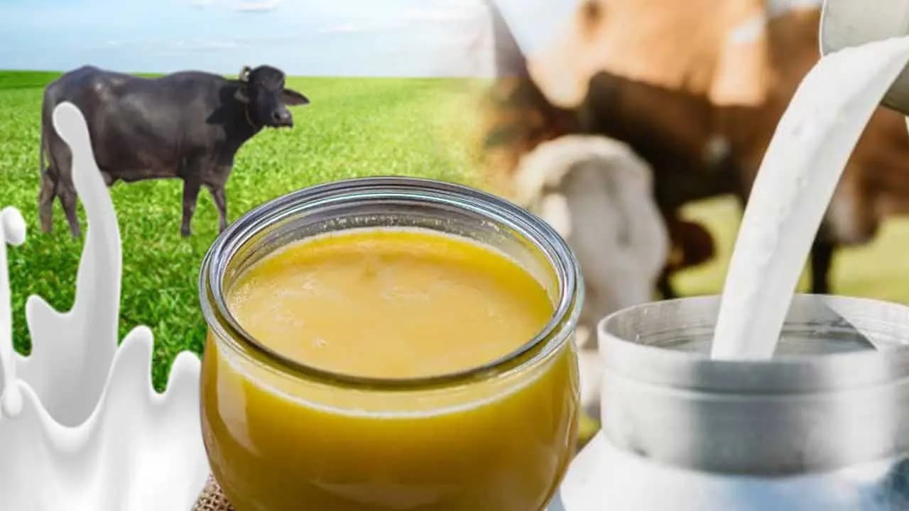All you need to know about Cow Milk Ghee or Buffalo Milk Ghee Which Is Healthier