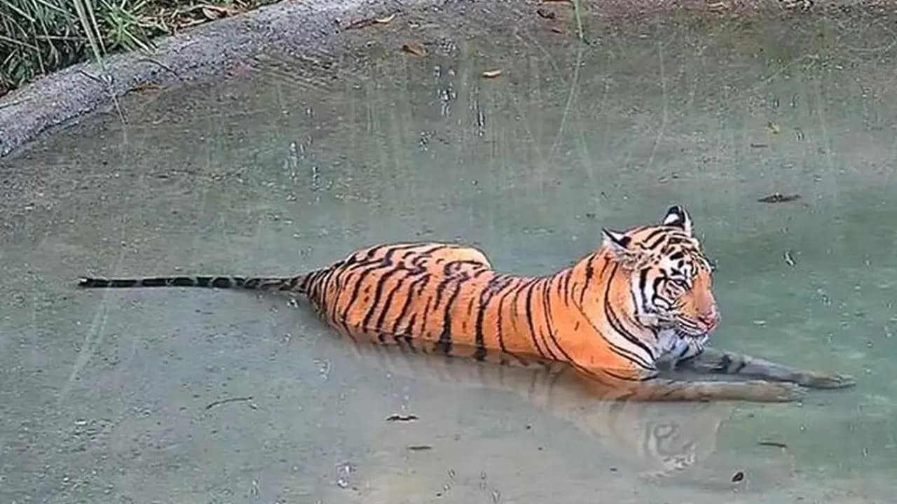 The Tigress from Buxa Tiger reserve is still missing