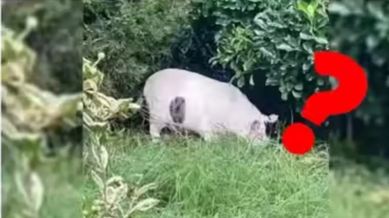 Viral Optical Illusion is this a Pig or Cat Answer Within 10 Seconds