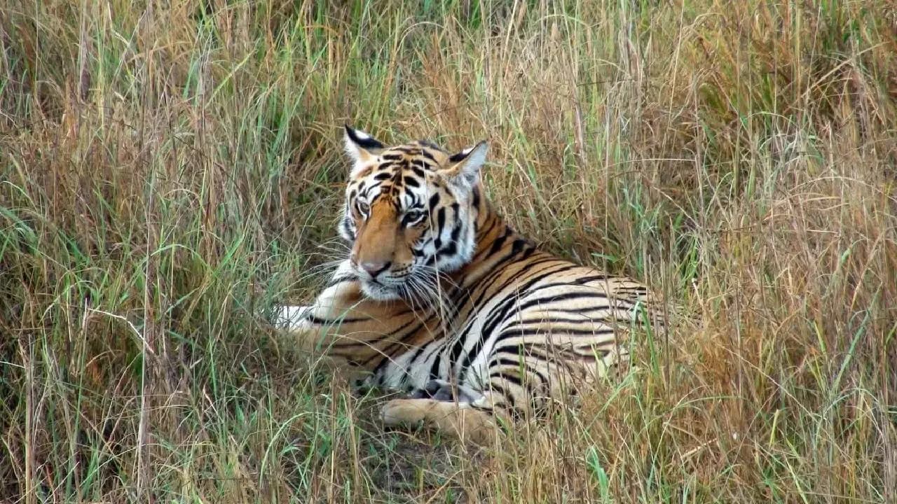 Missing Tigress Might Be Back To Buxa Tiger Reserve Before Diwali Says West Bengal Forest Minister