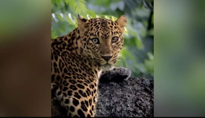 Rare leopard in karnataka forest gnr