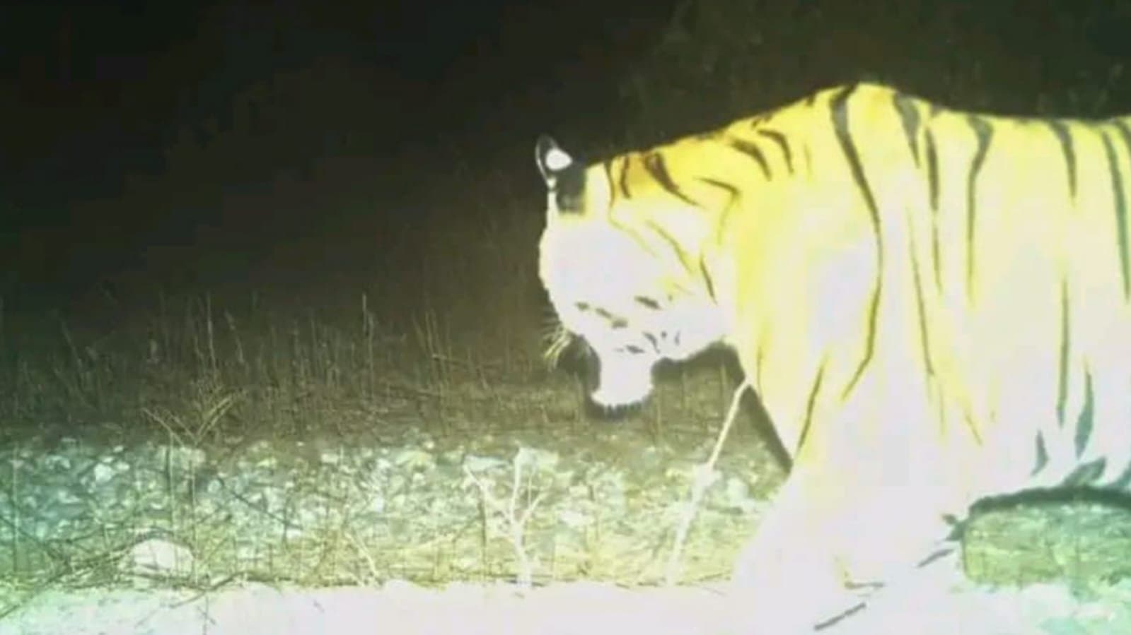 Royal Bengal Tiger spotted in Buxa